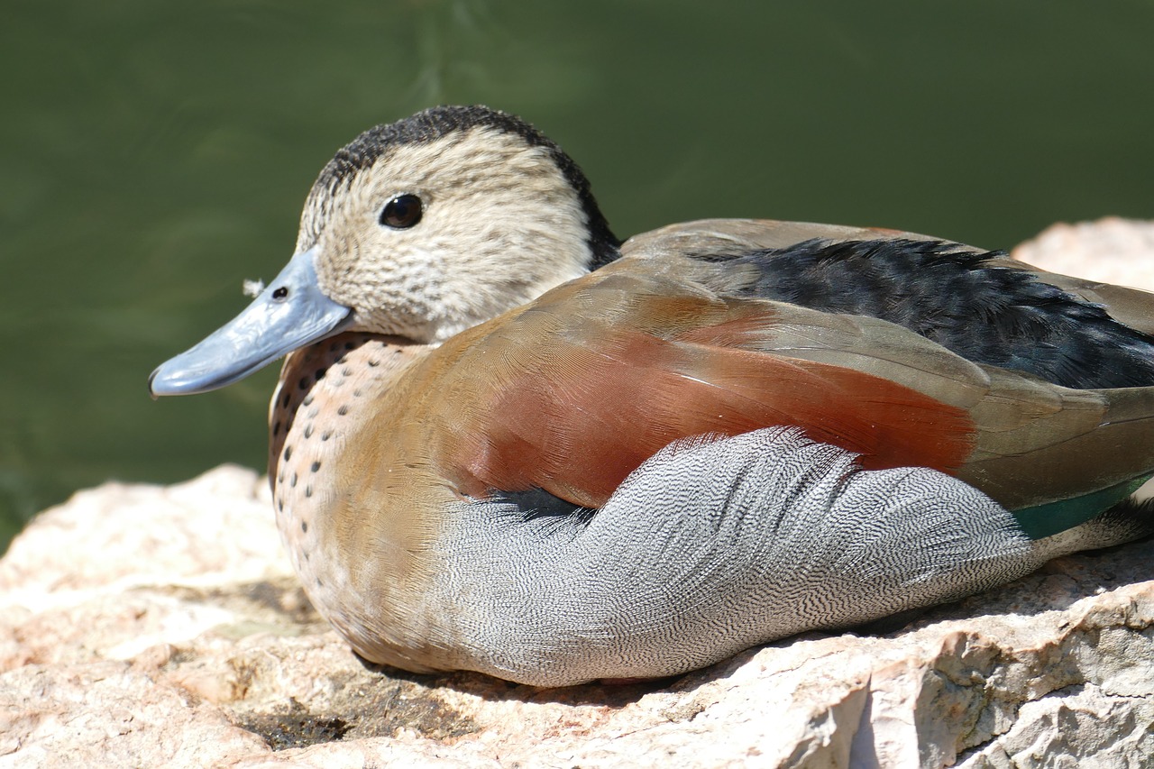pond duck mandarin ducks free photo