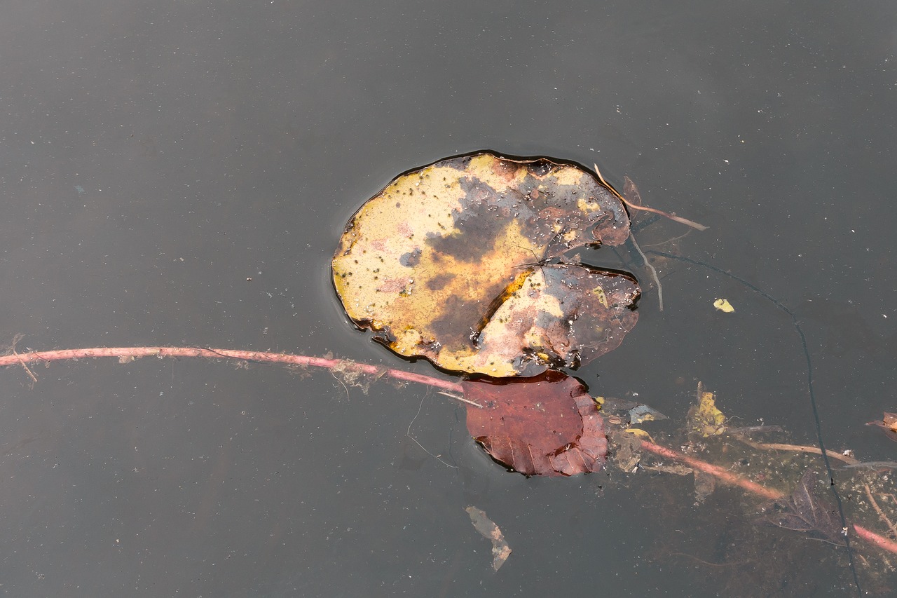 pond lake leaf free photo