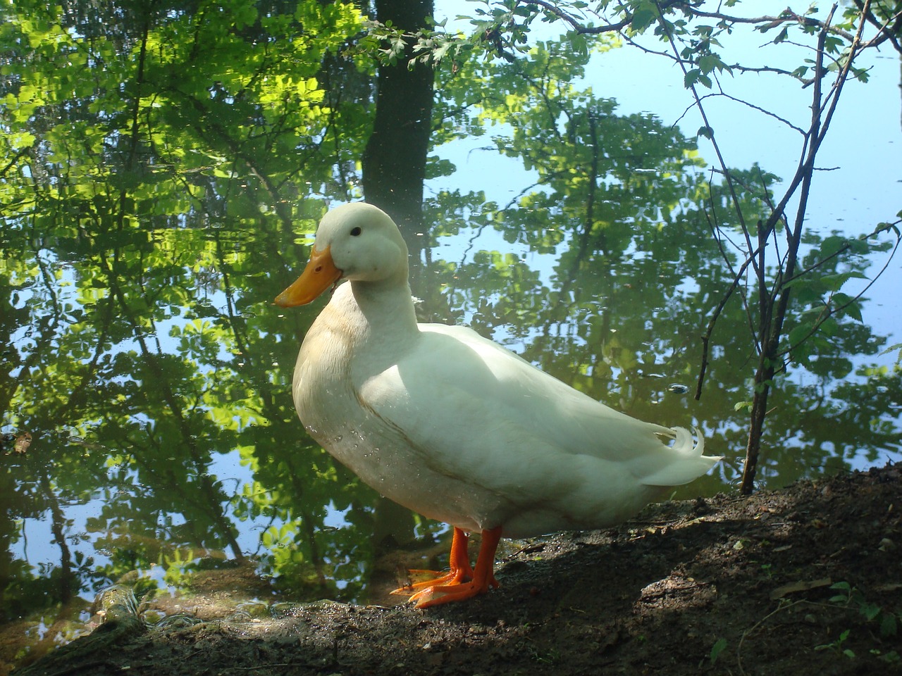 pond waterfowl summer free photo