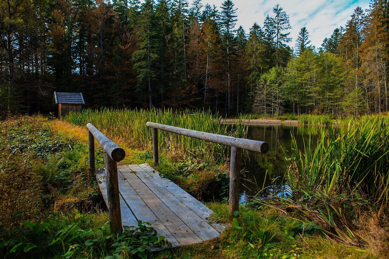 pond water nature free photo