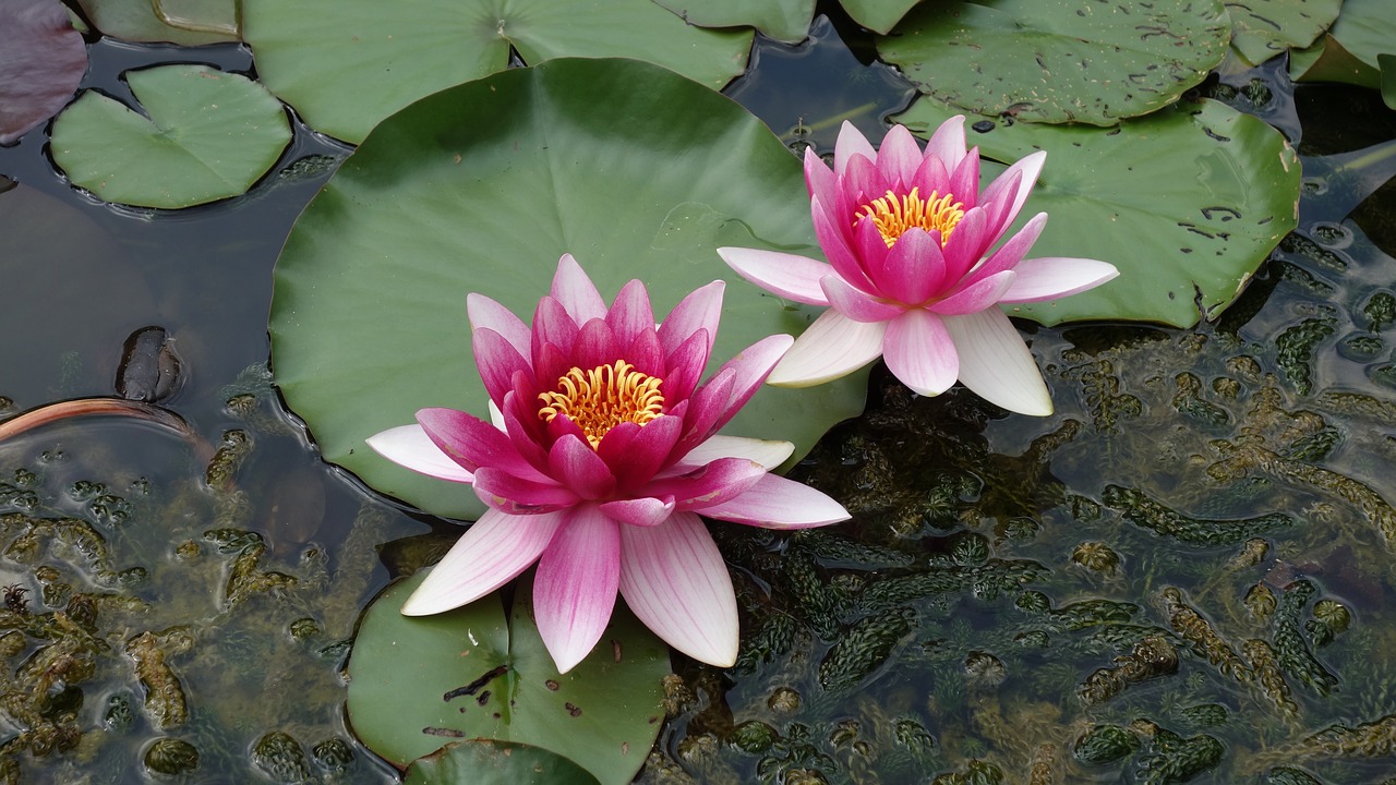 pond water green free photo