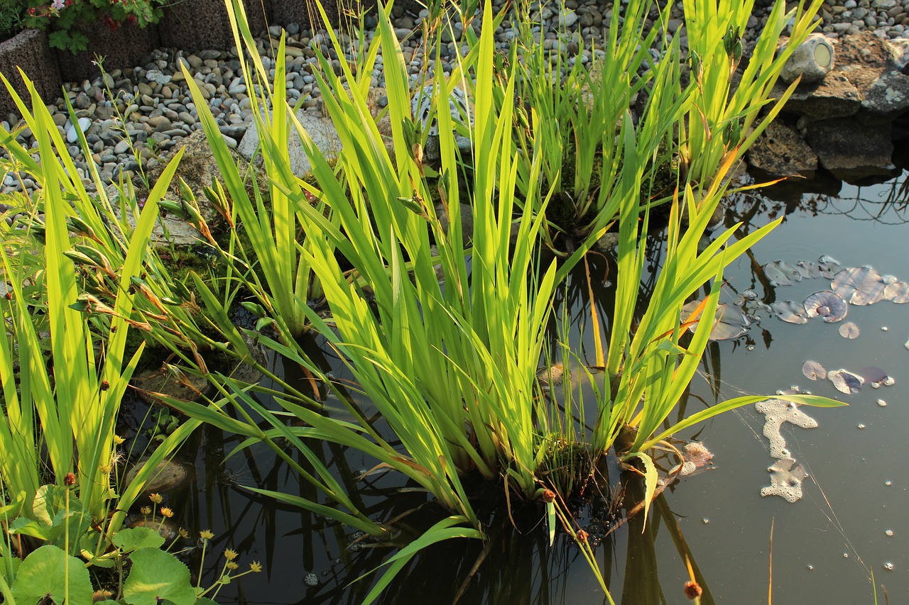 pond plant green free photo