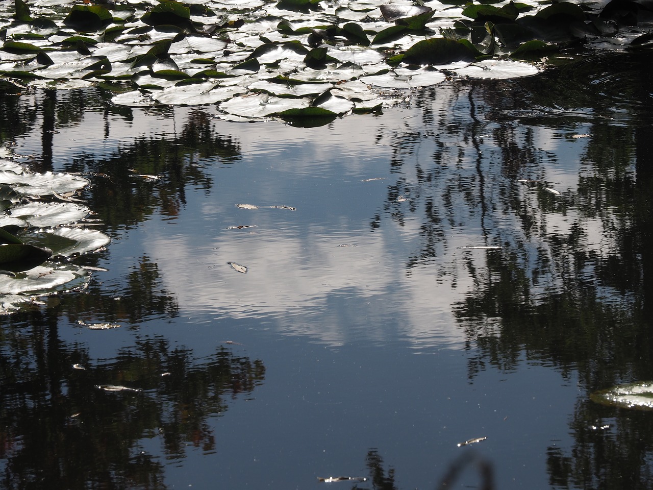 pond tranquil giverny free photo