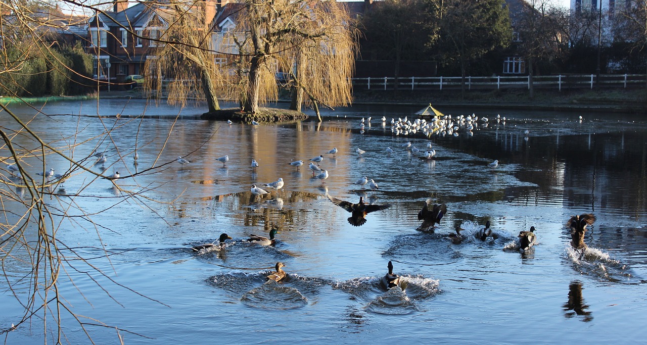 pond birds water free photo