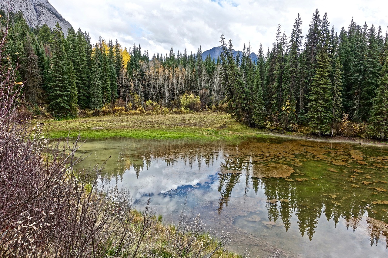 pond reflection wilderness free photo