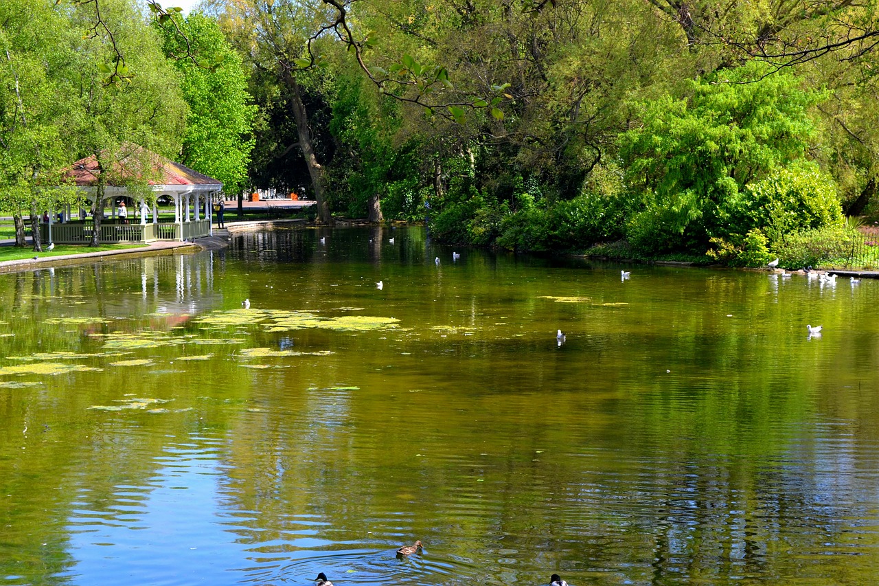 pond summer reflected free photo