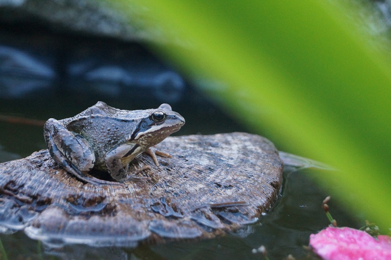 pond toad frog free photo