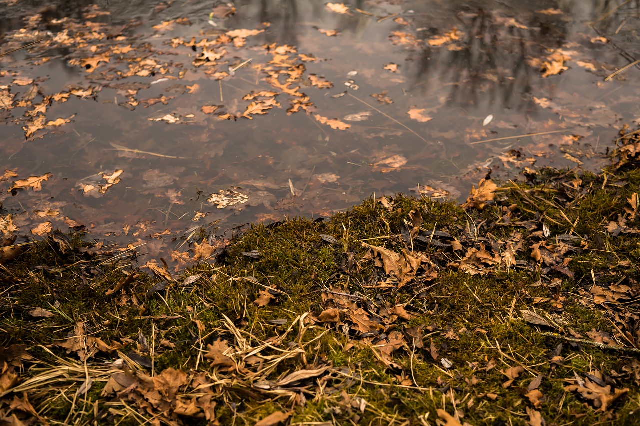 pond moss water free photo