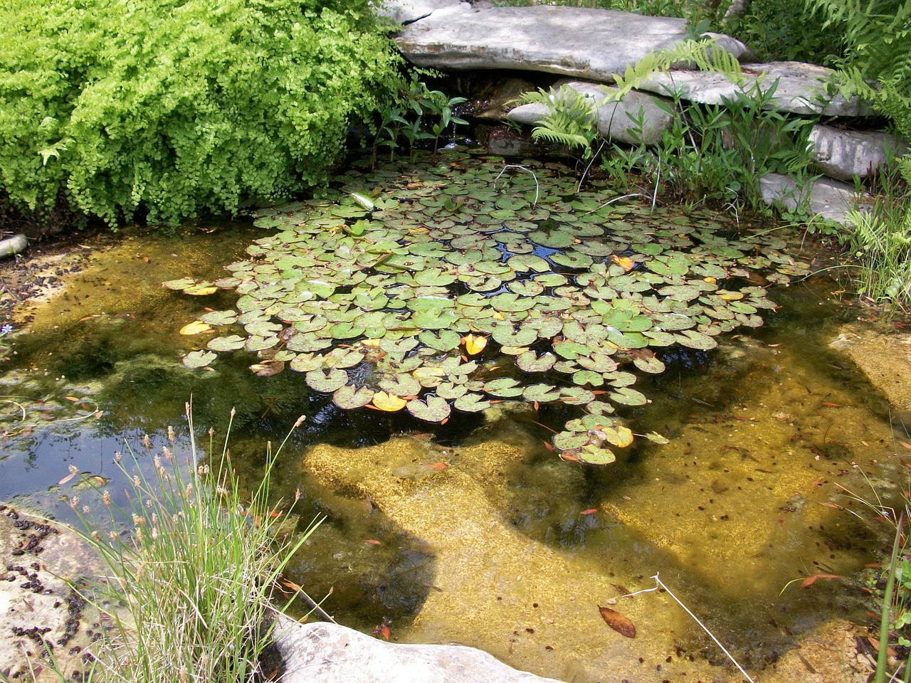 pond nature park free photo