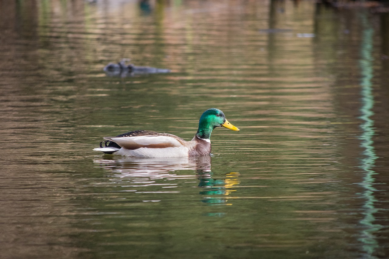 pond lake ducks free photo