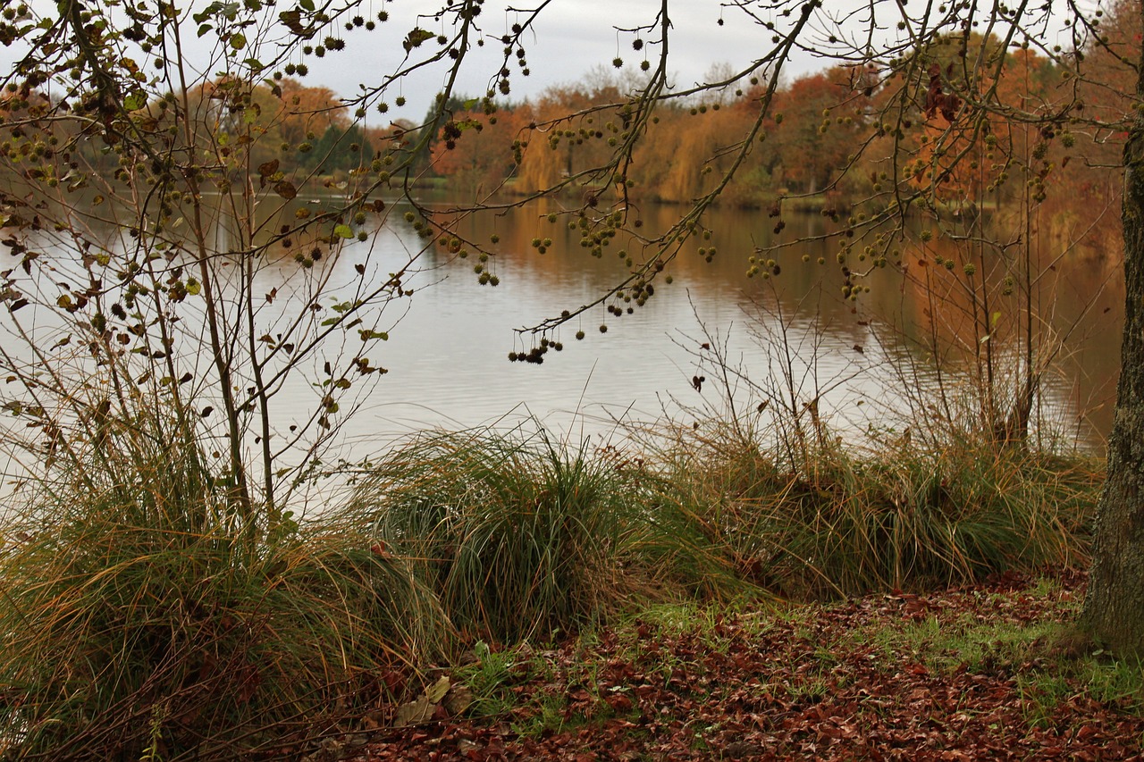 pond fall nature free photo