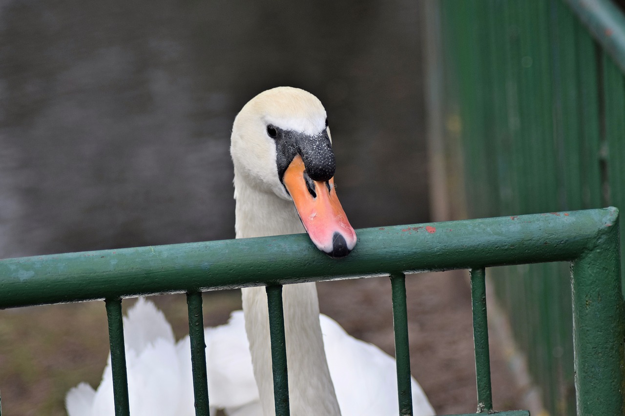 pond swan white swan free photo