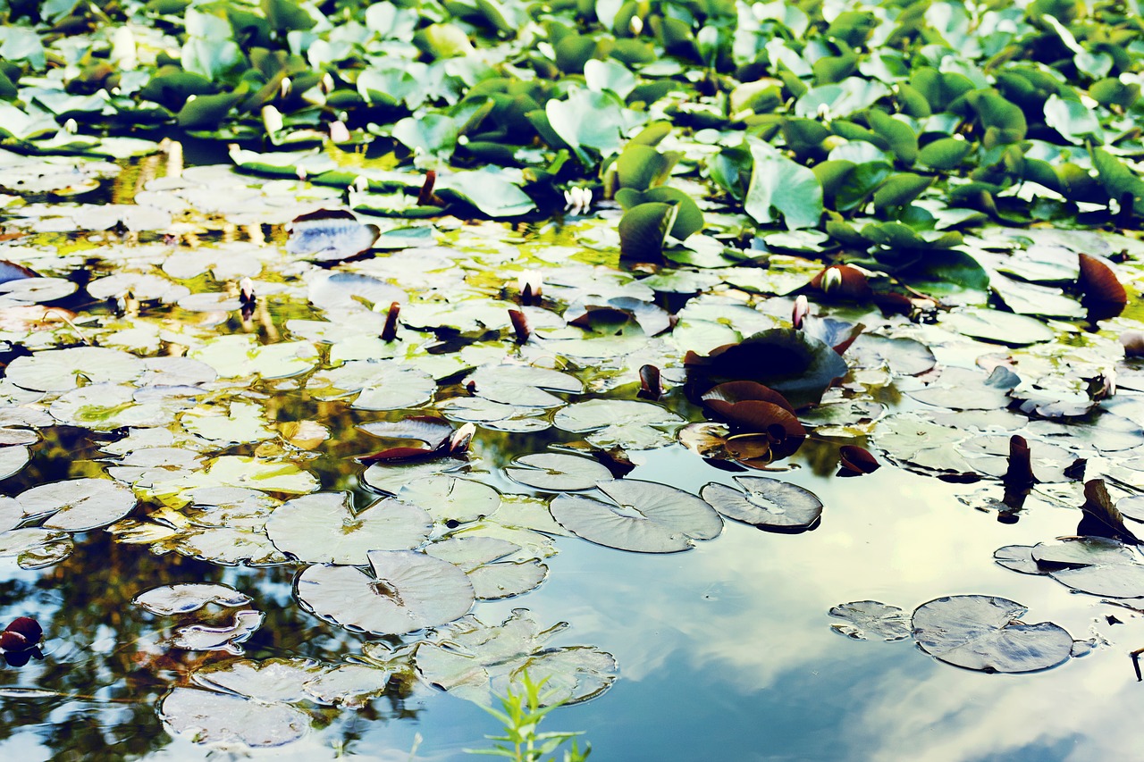 pond water green free photo