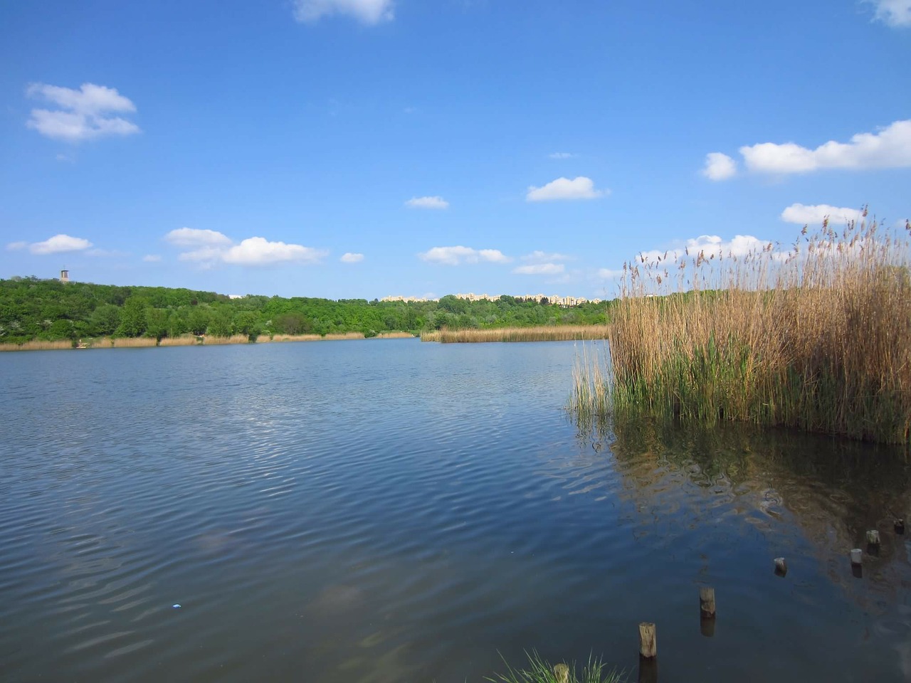 pond reed sky free photo