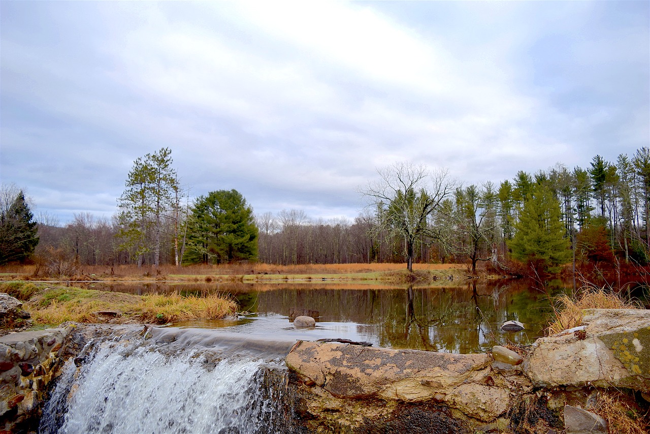 pond forest nature free photo