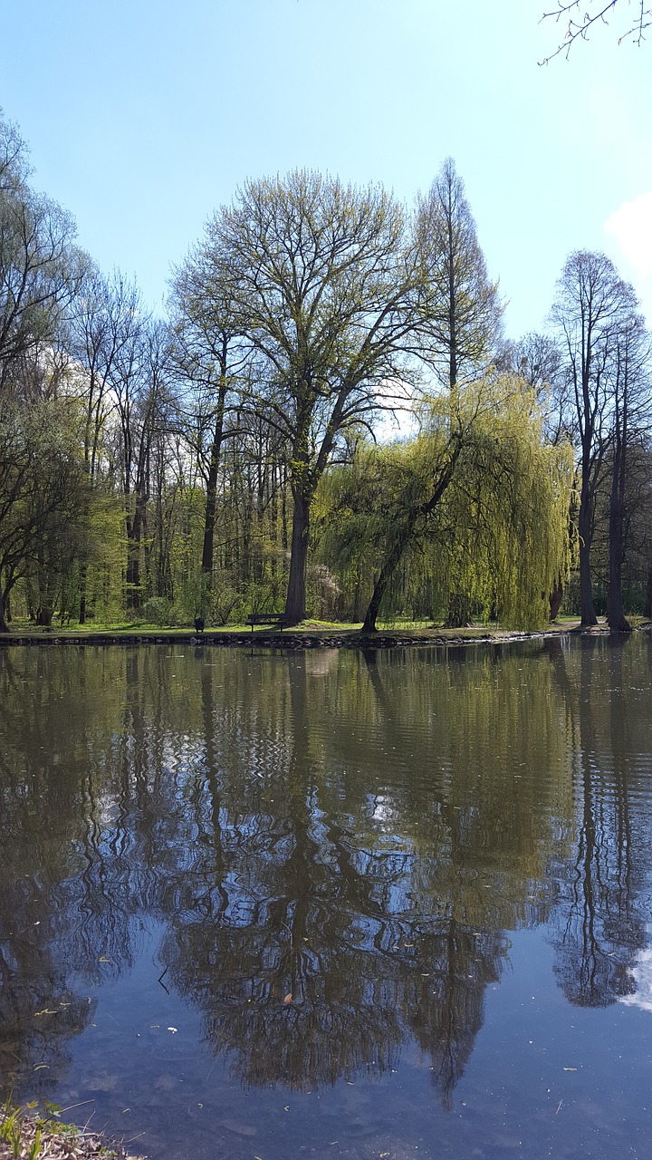 pond water plant free photo