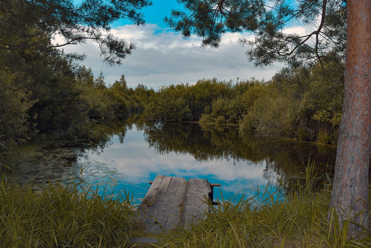 pond water summer free photo