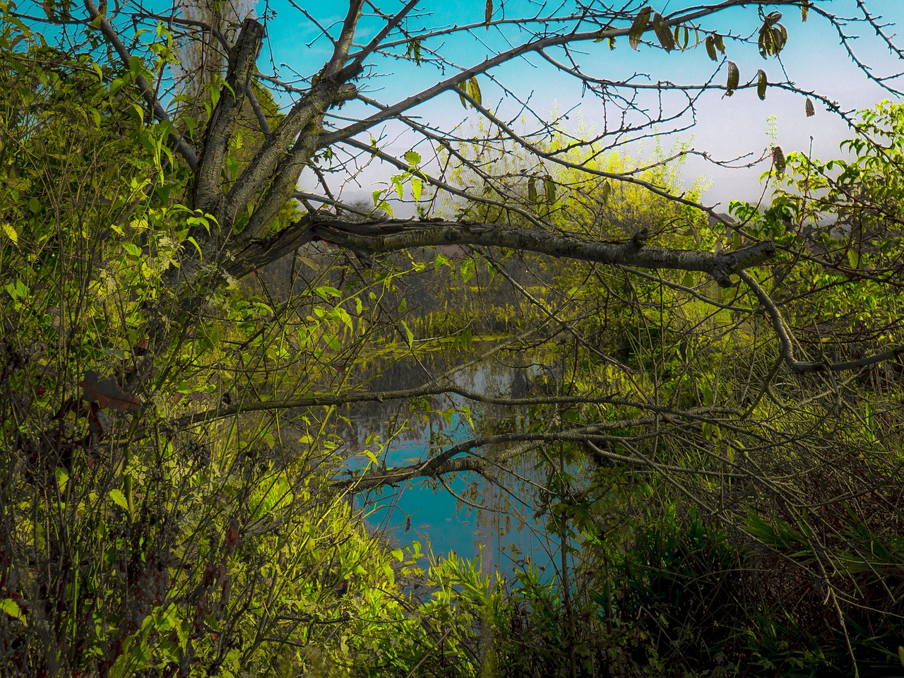 pond water meadow free photo