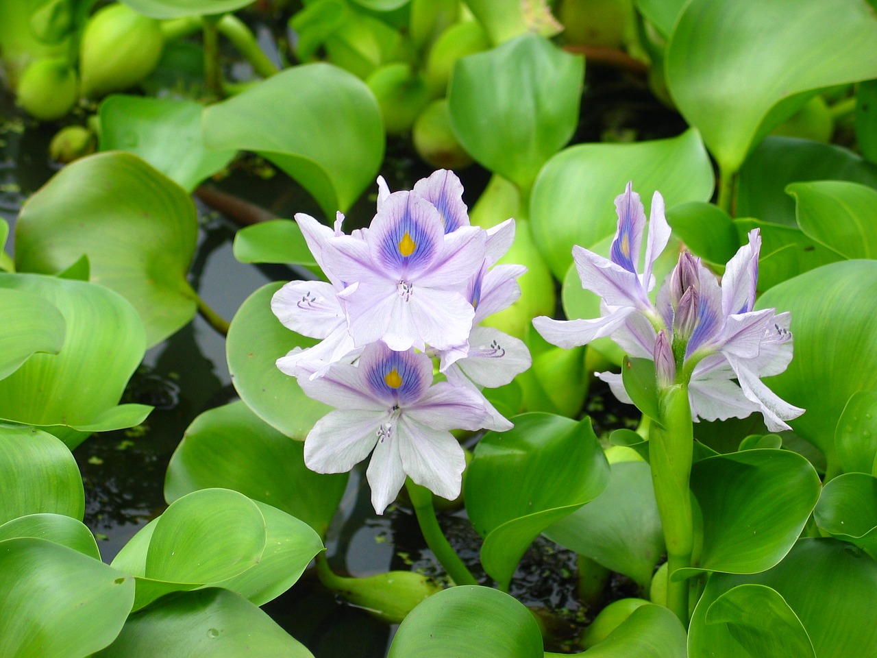 pond plant flower free photo