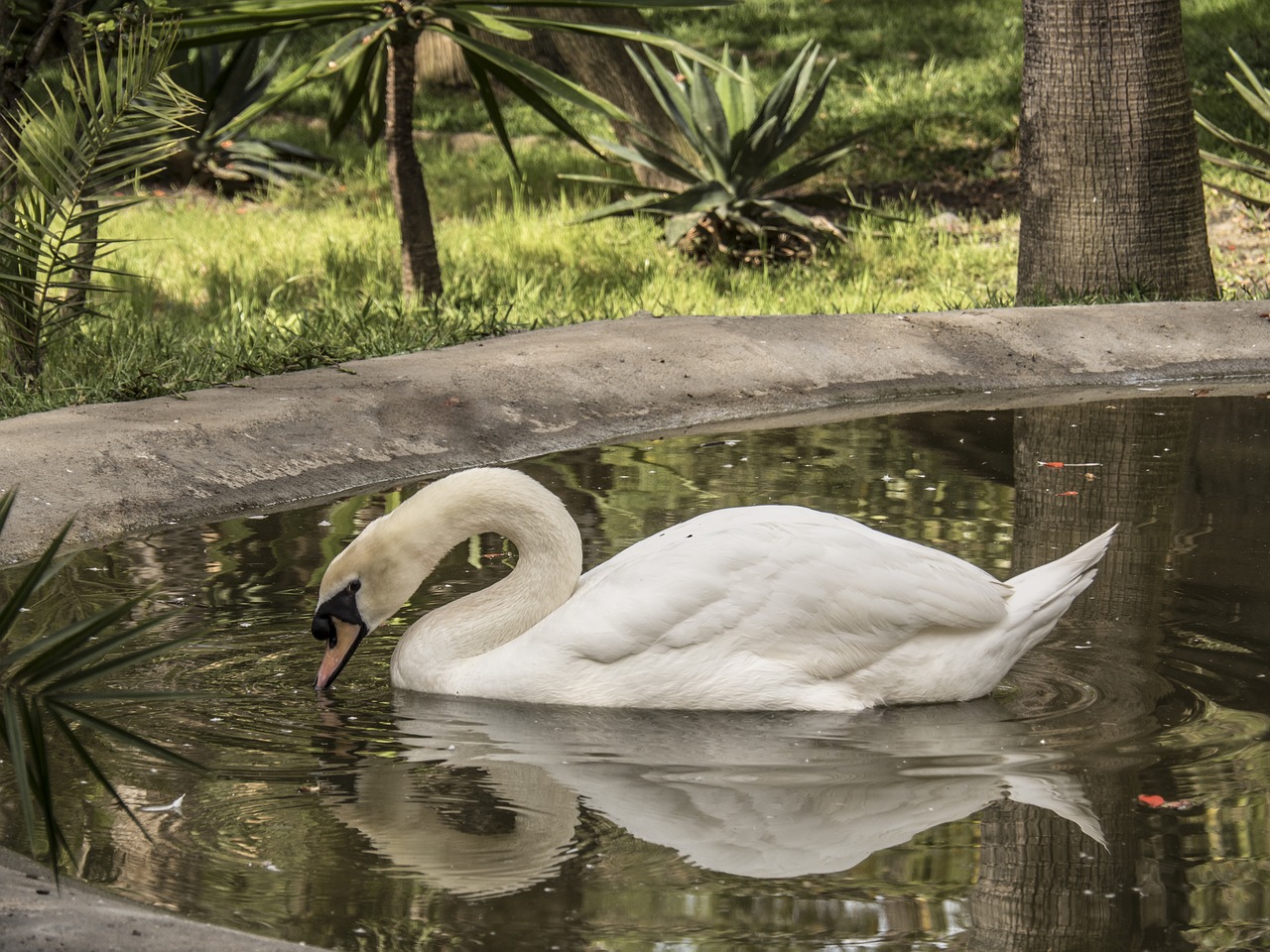 pond swan lake free photo