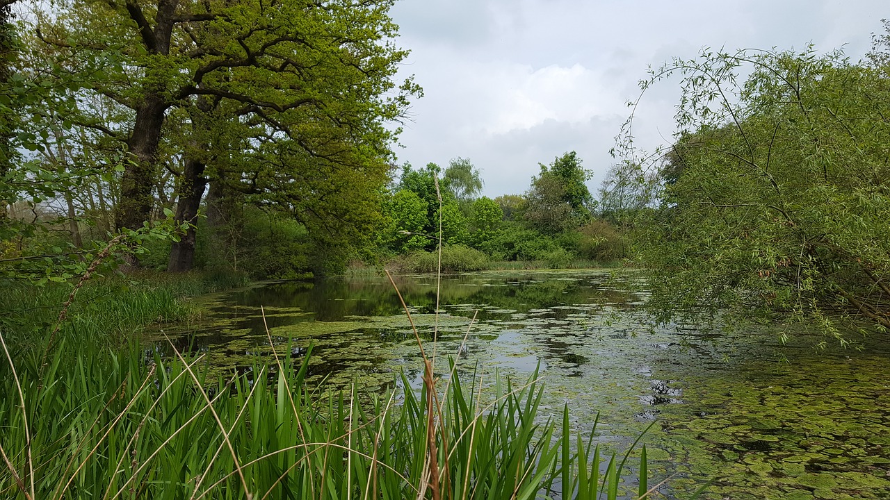 pond water grasses free photo