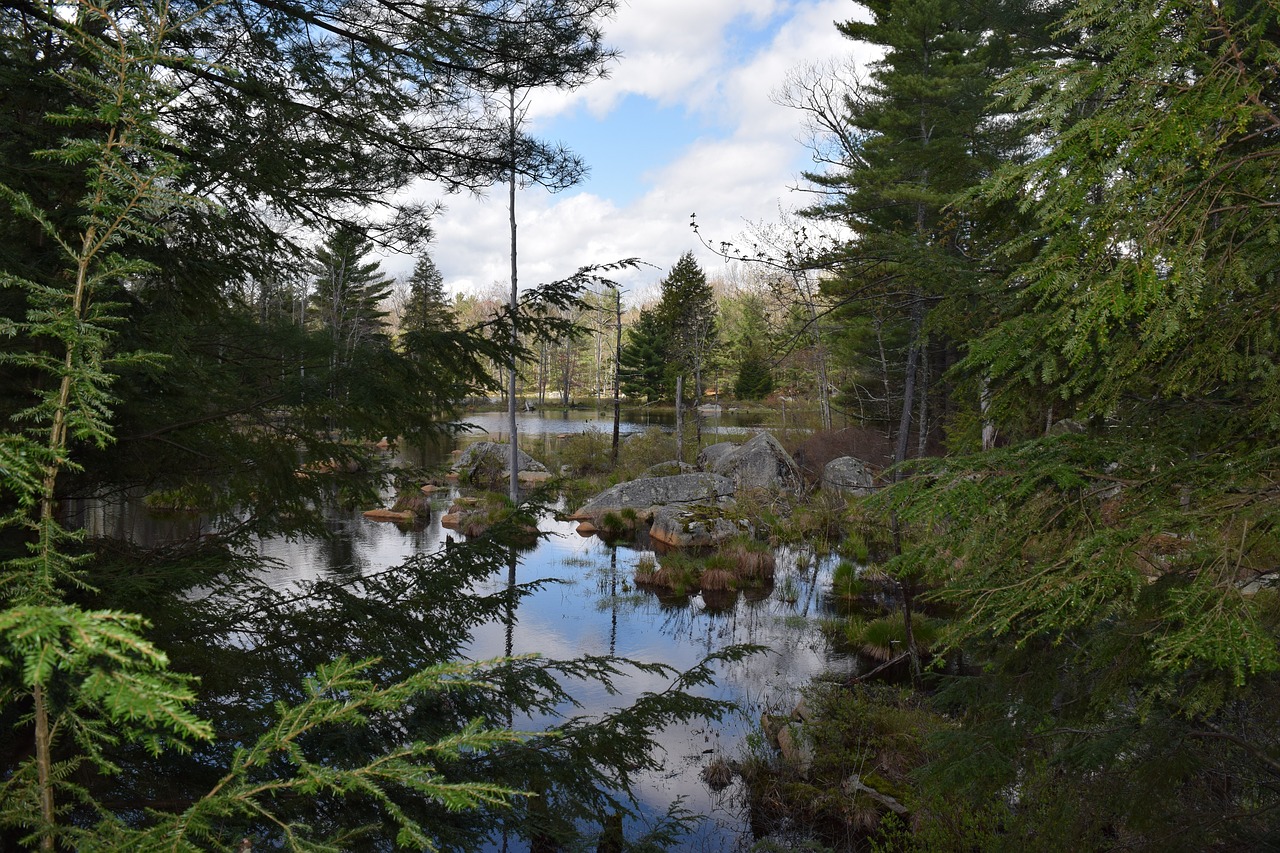 pond trees nature free photo