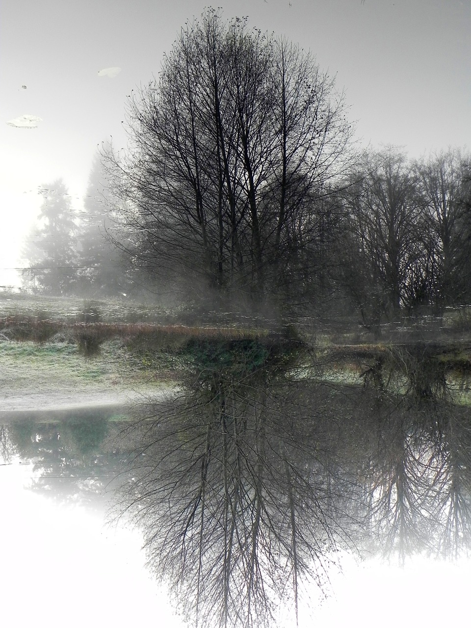 pond tree nature free photo