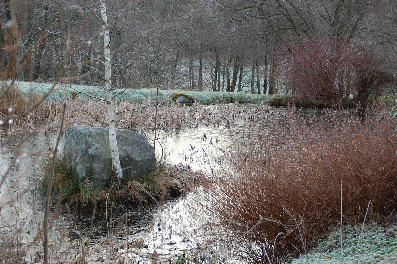 pond nature water plan free photo