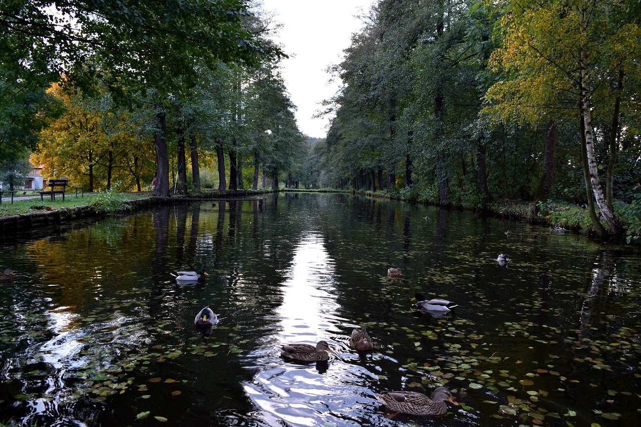 pond ducks duck free photo