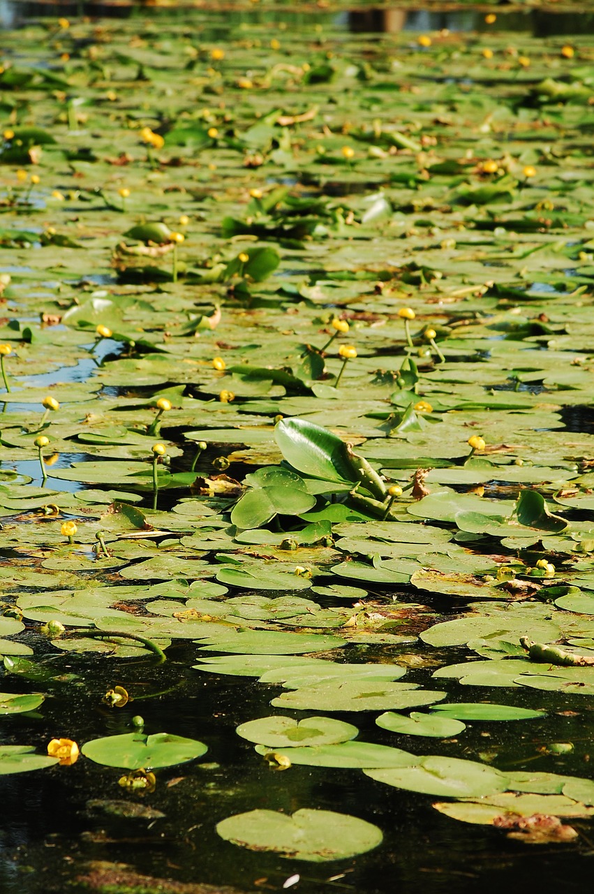 pond teichplanze green free photo