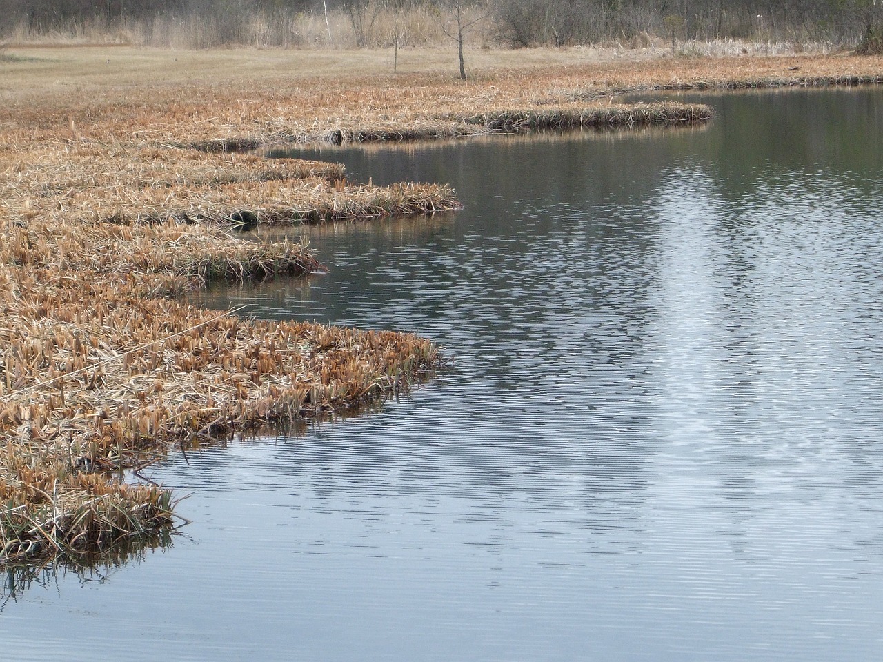 pond lake autumn forest free photo