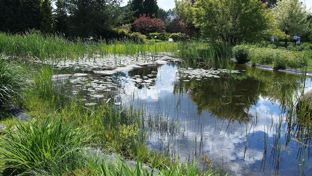 pond water landscape free photo