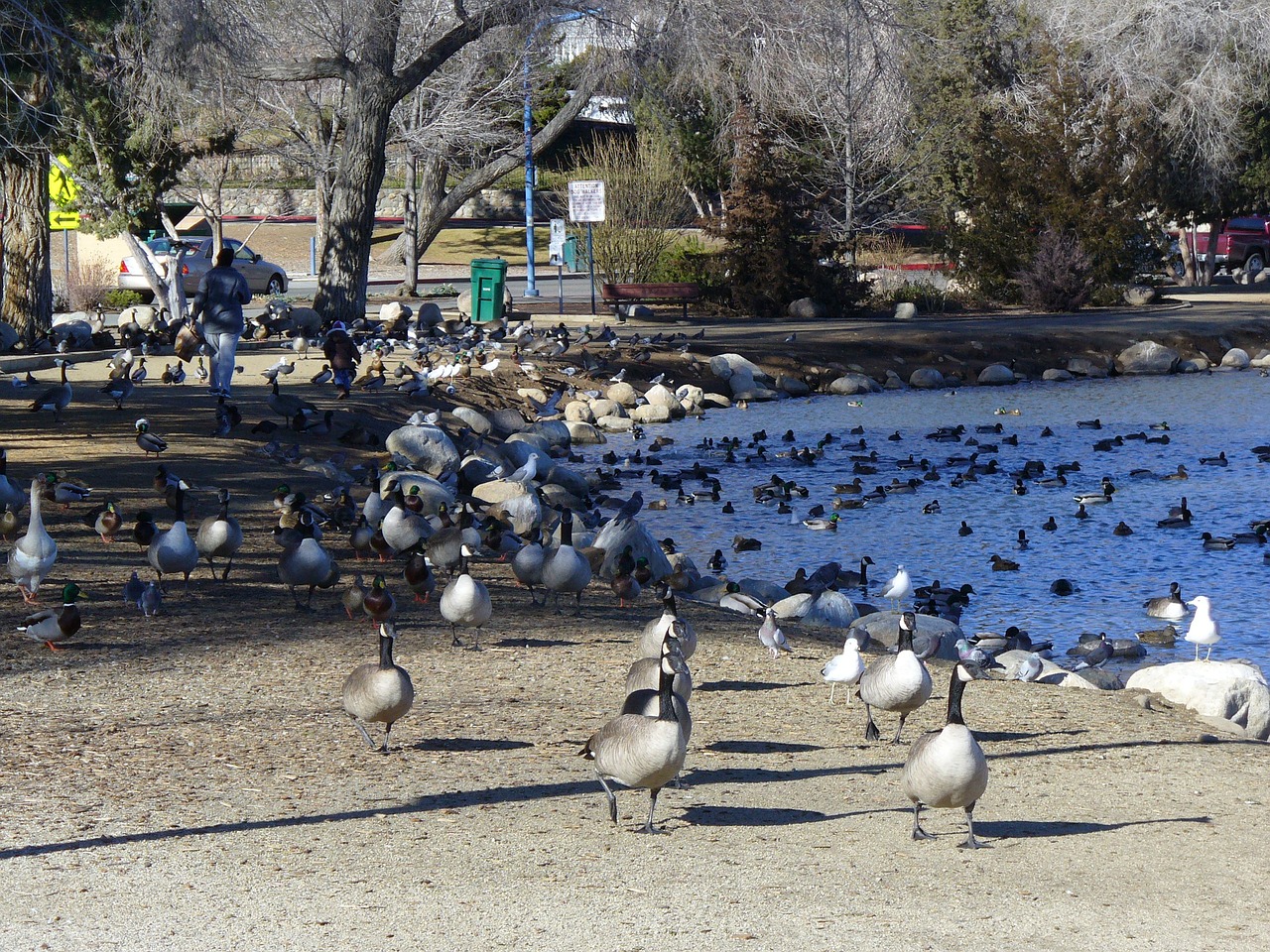 pond canadian geese migration free photo