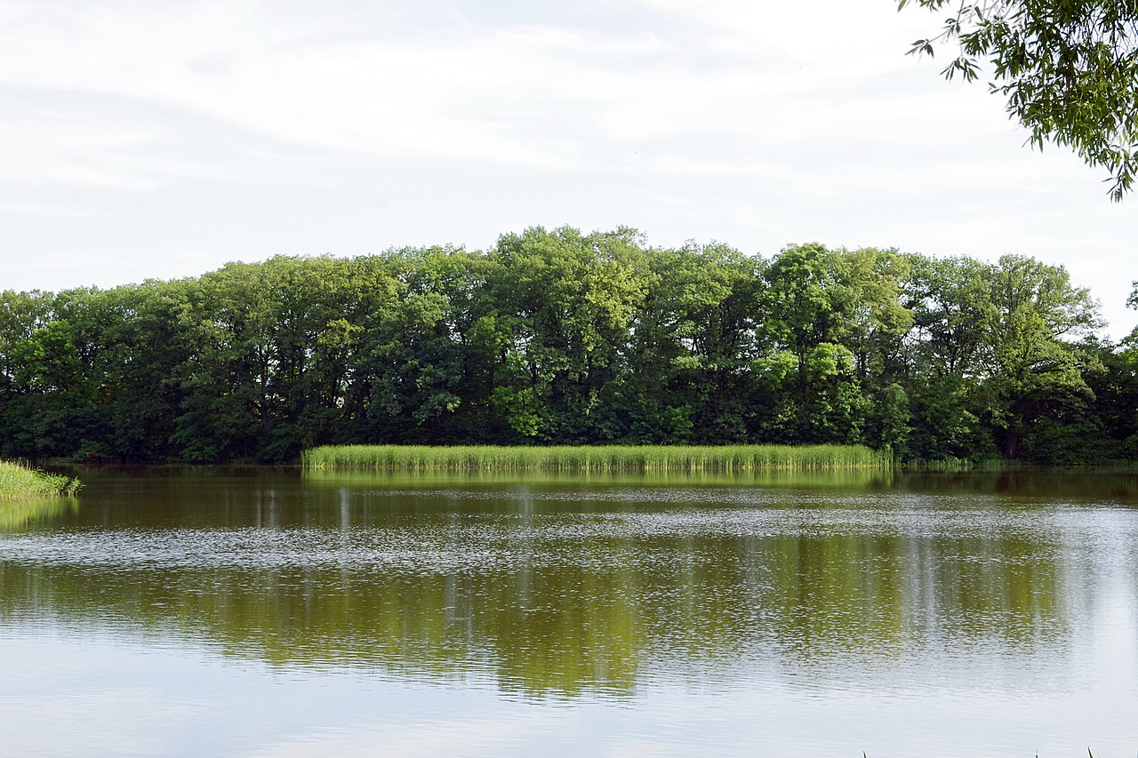 pond lake sweet rush free photo