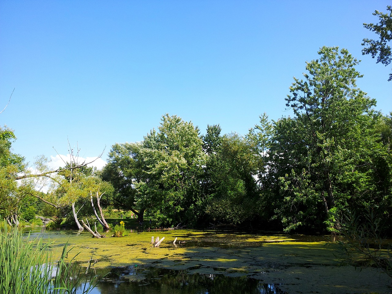 pond biotope lake free photo