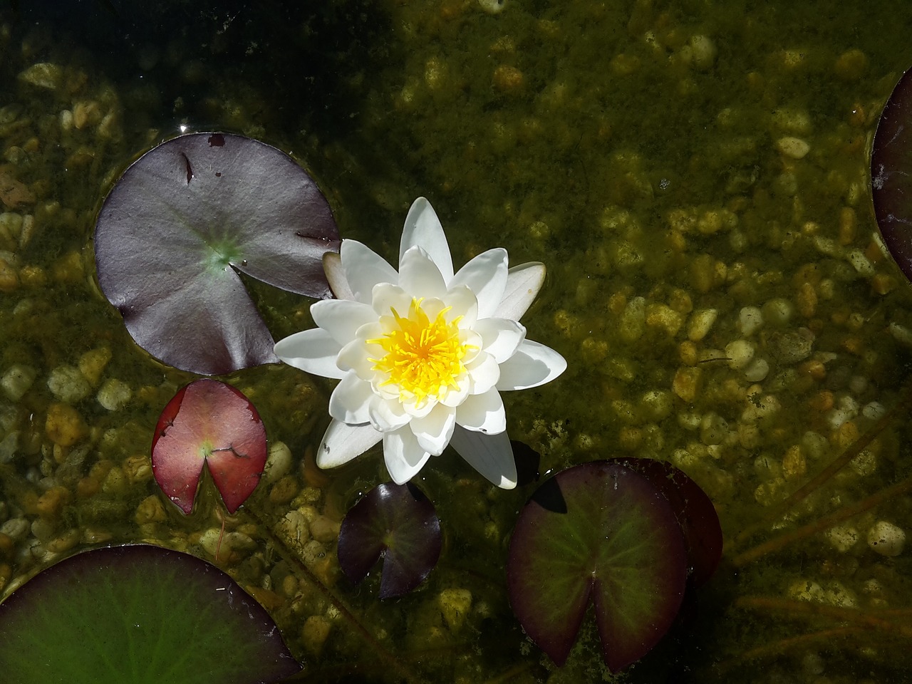 pond water lily blossom free photo