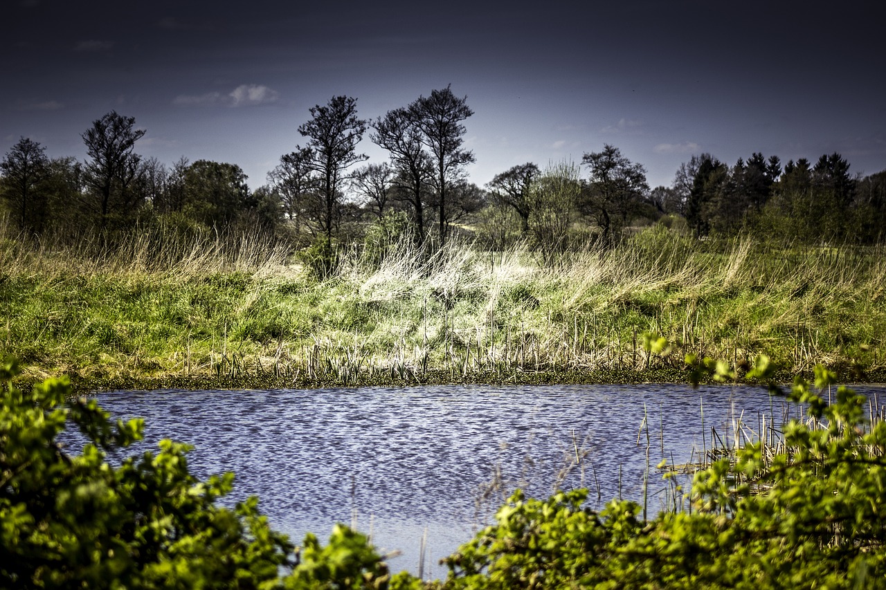 pond water landscape free photo