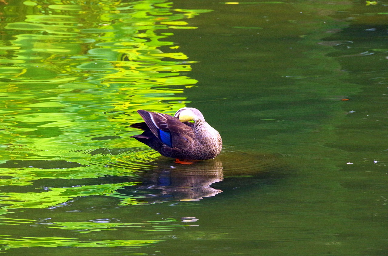 pond water reflection free photo