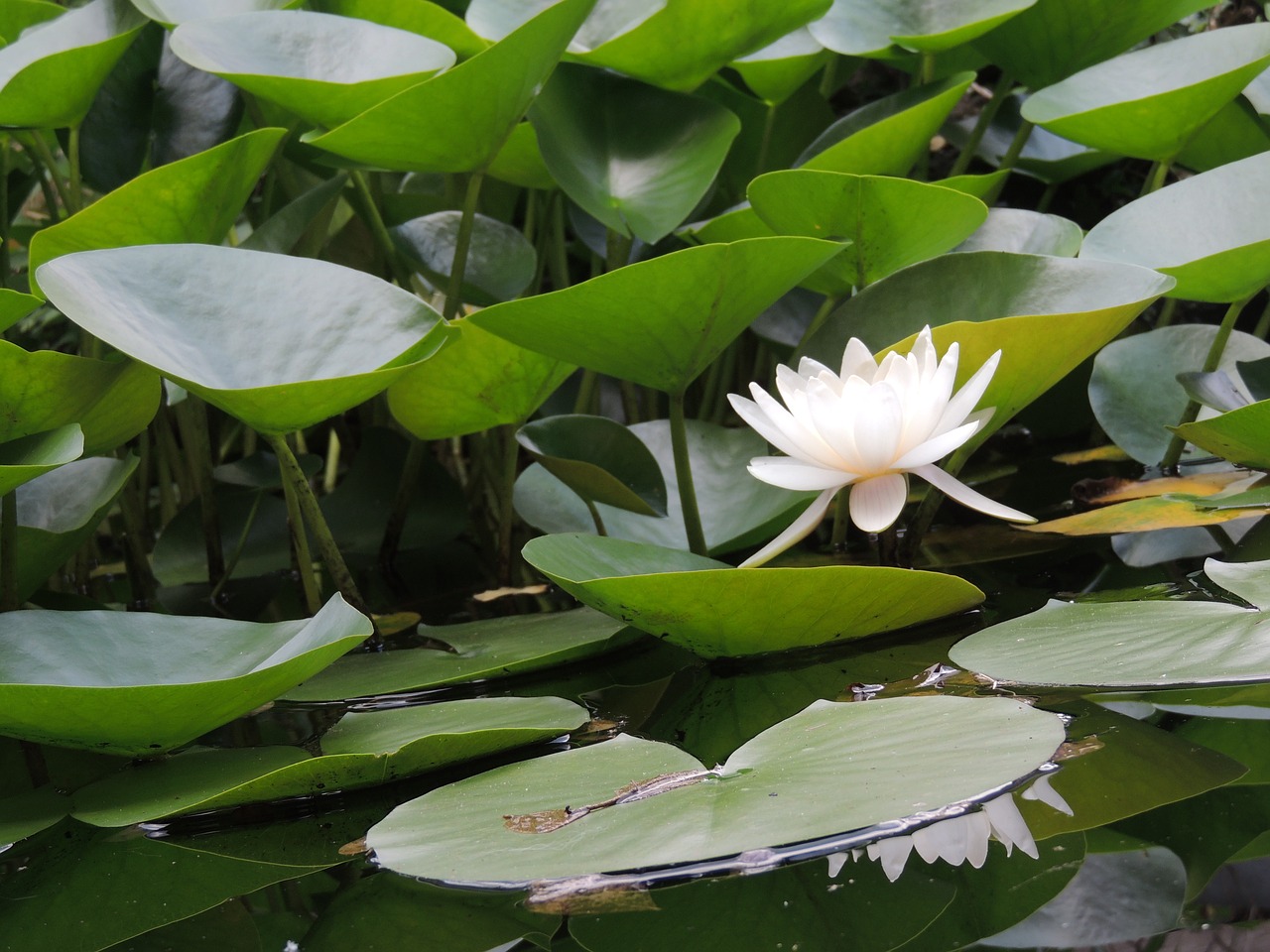 pond garden photography free photo