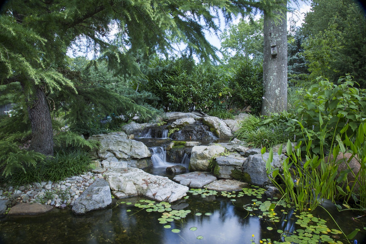 pond water garden garden free photo