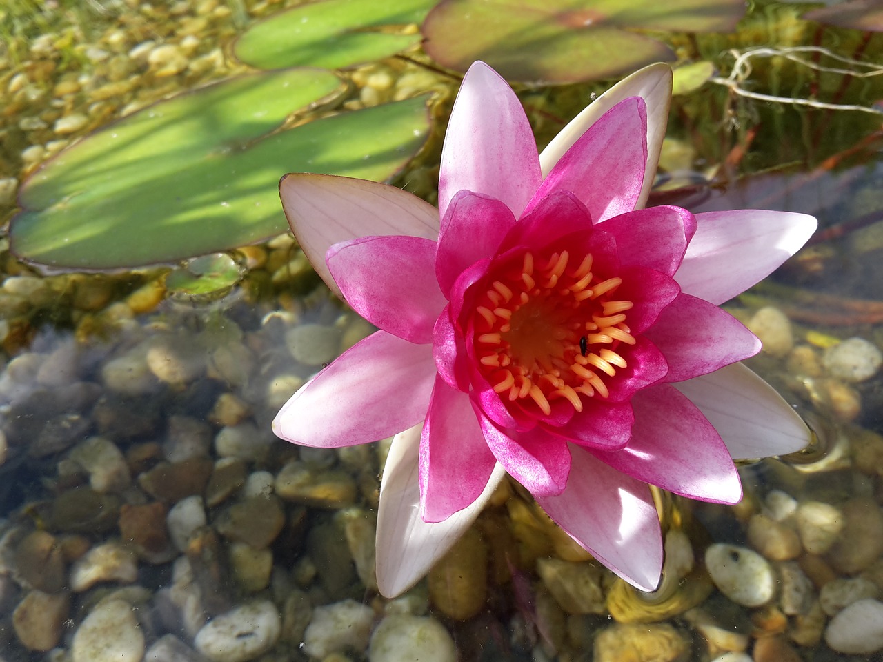 pond summer water lily free photo