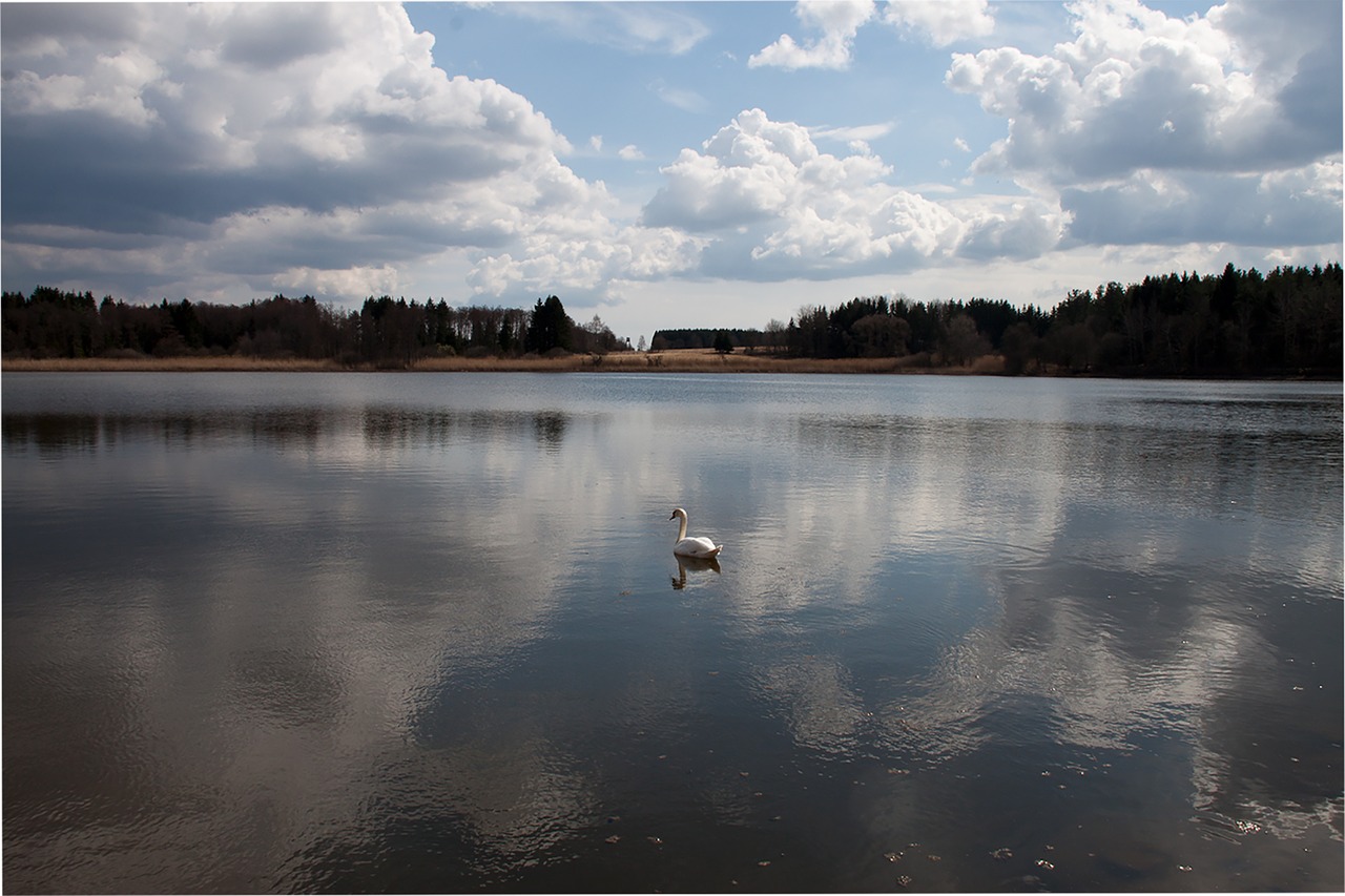 pond water fish pond free photo