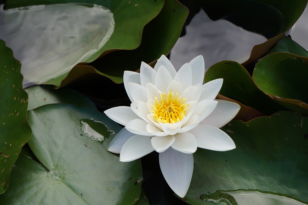 pond nuphar lutea garden pond free photo