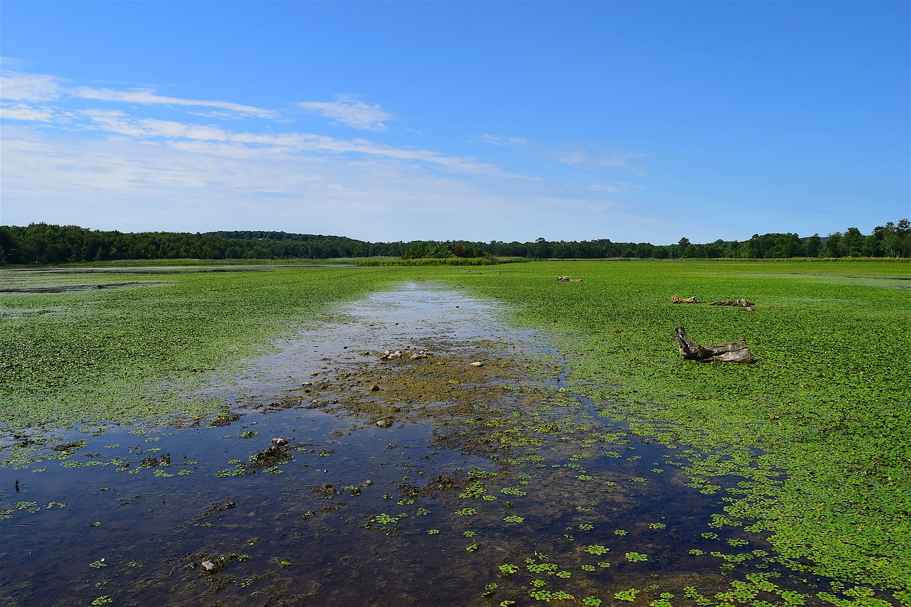 pond marsh green free photo