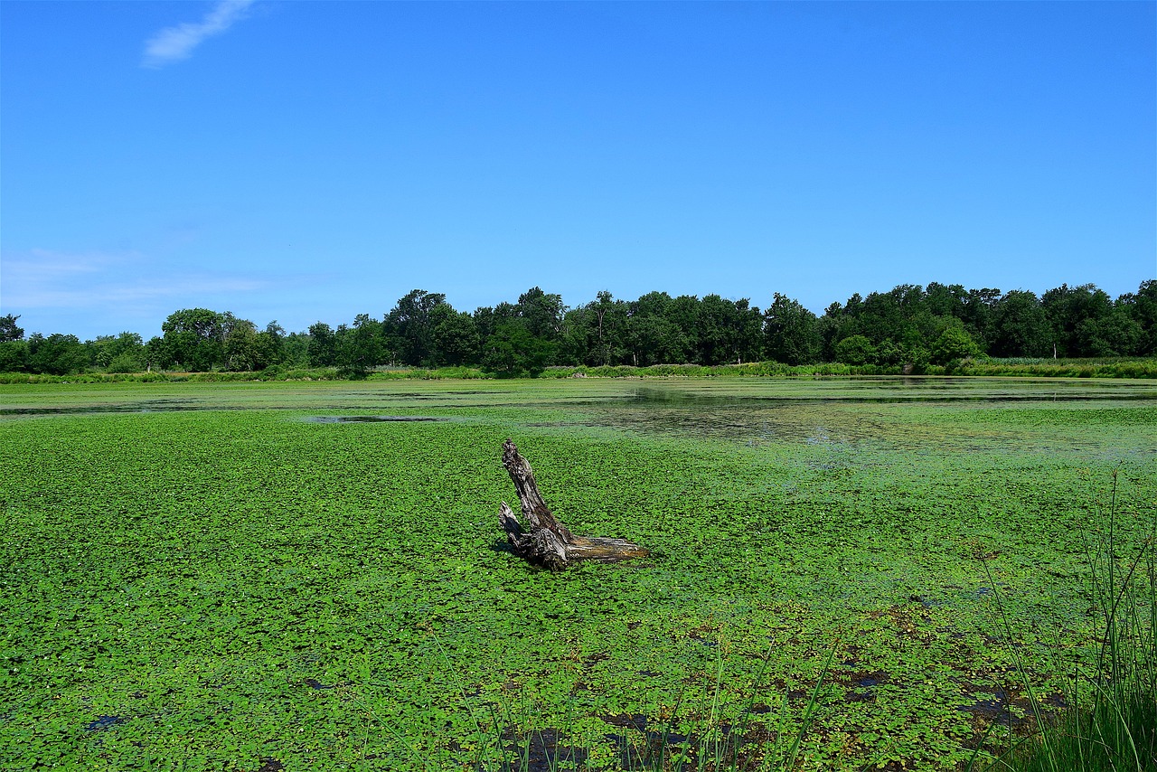 pond marsh green free photo