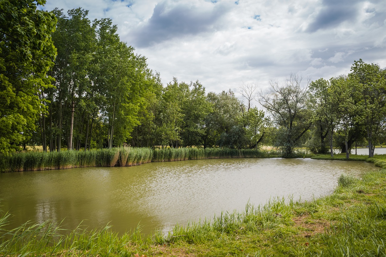 pond forest nature free photo