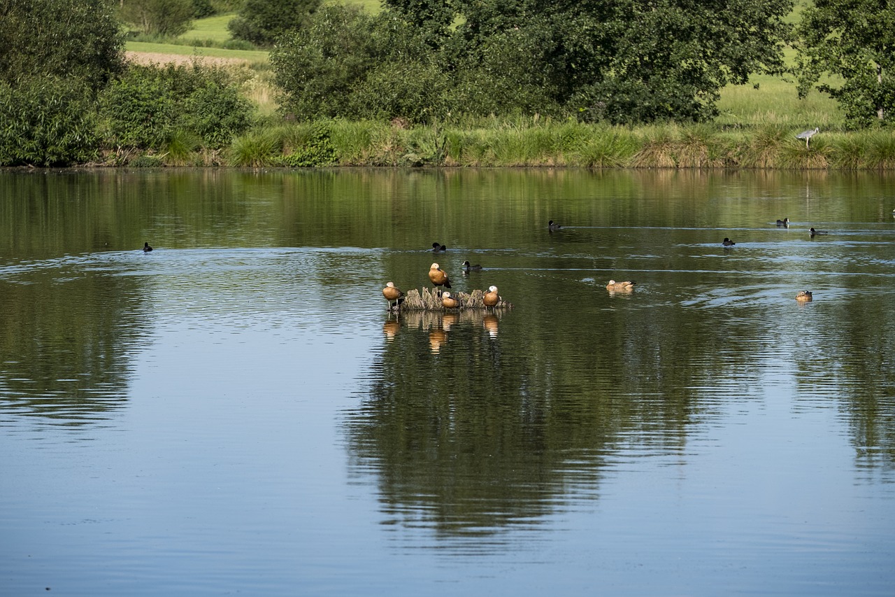 pond lake river free photo