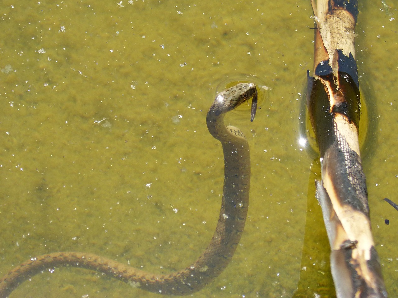 Змеи в водоемах