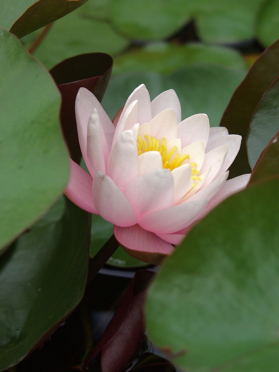 pond lily waterlily free photo