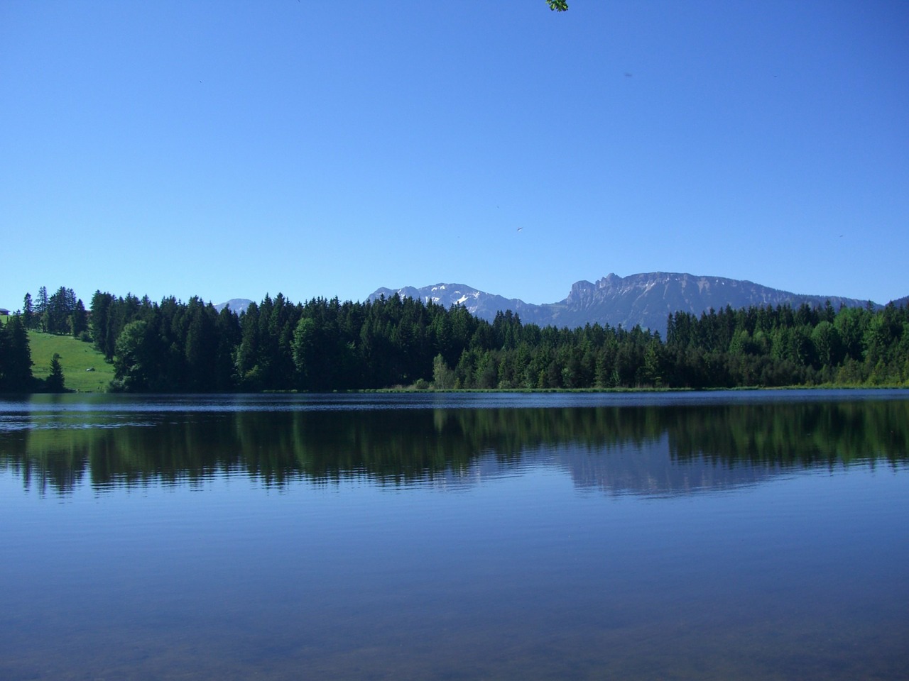 pond firs mountains free photo